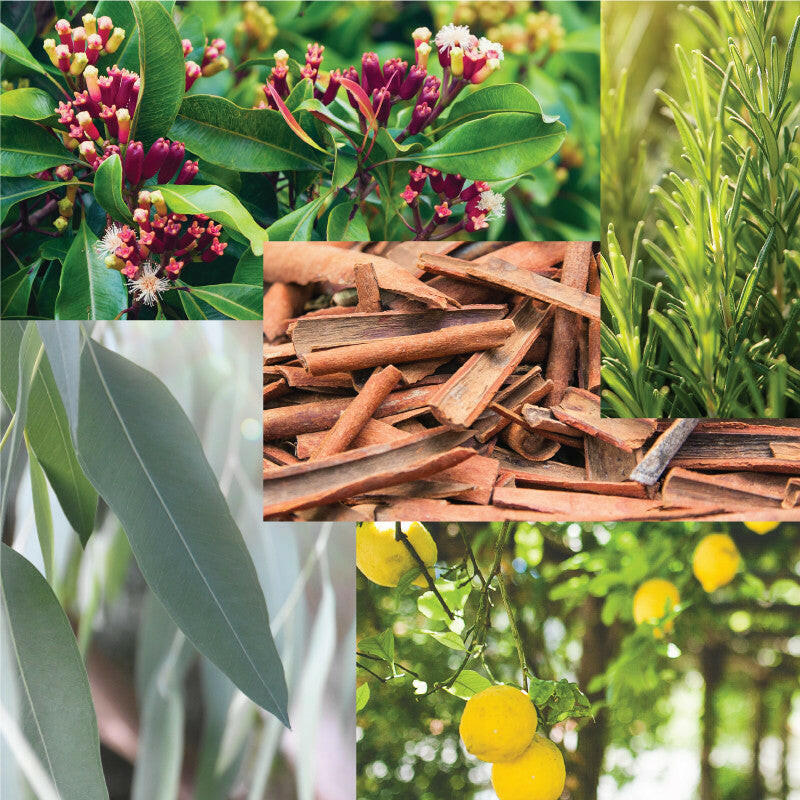 Immune Air+Essential Oil Blend Pod.