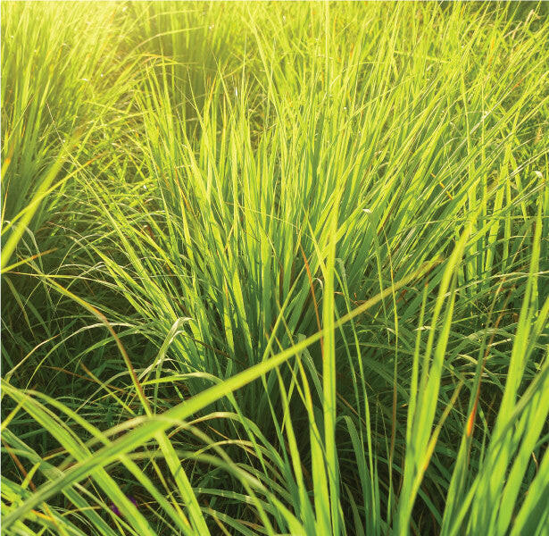 Lemongrass Air+Essential Oil Pod.