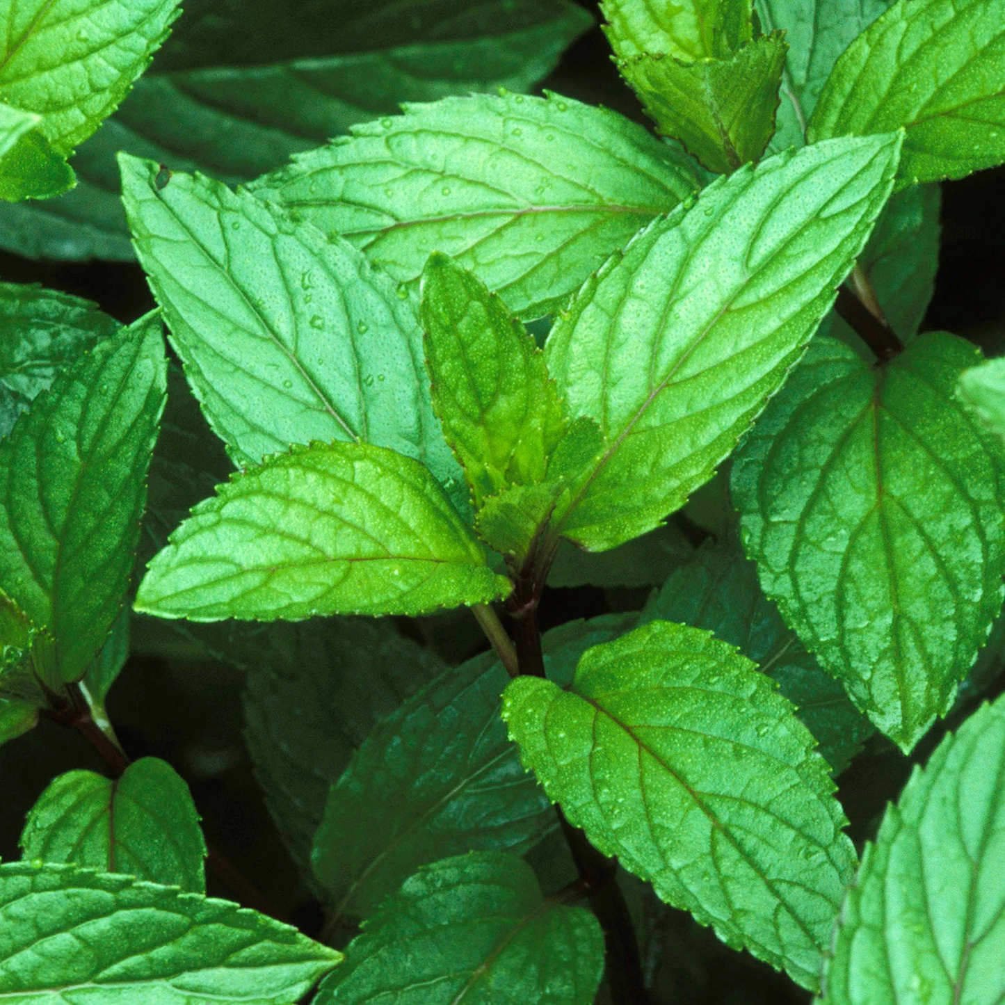 Peppermint Air+Essential Oil Pod.